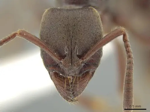 Rasopone mesoamericana specimen