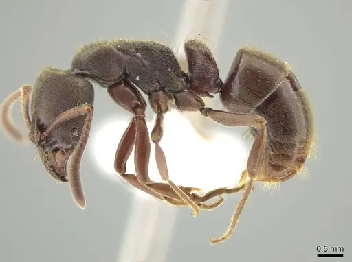 Rasopone mesoamericana specimen