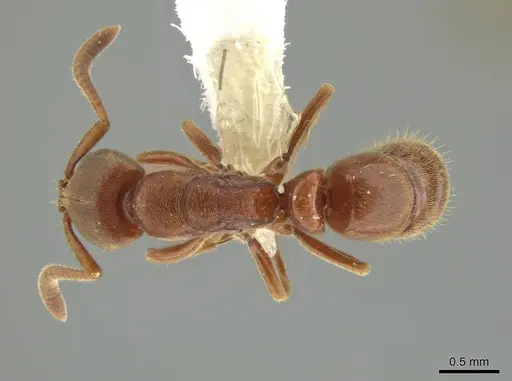 Rasopone minuta specimen