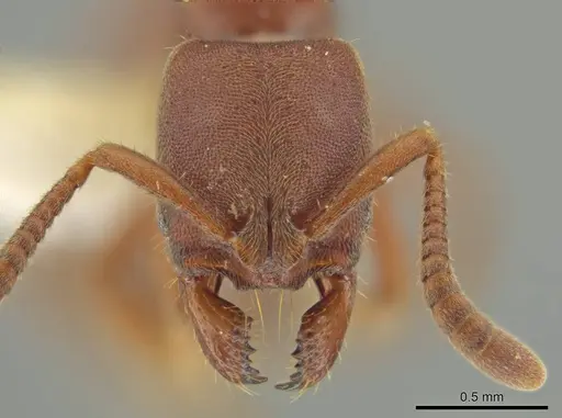 Rasopone minuta specimen