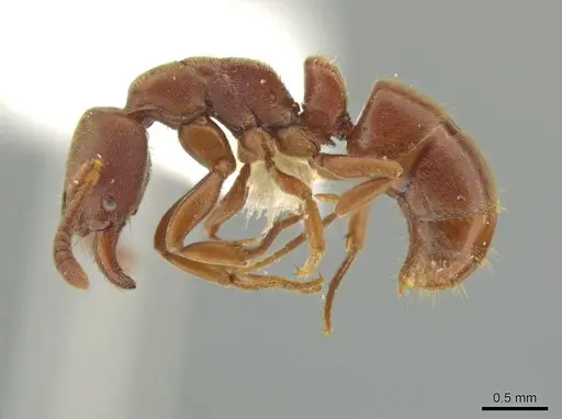 Rasopone minuta specimen