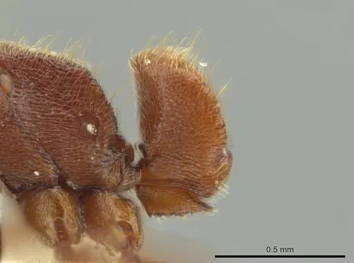 Rasopone minuta - JTLC000014374