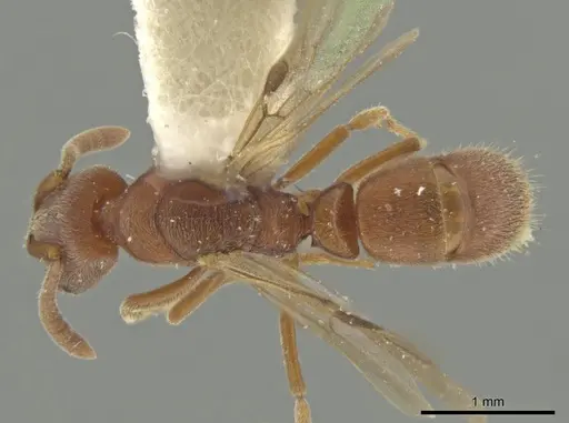 Rasopone minuta - MCZTYPE-36195