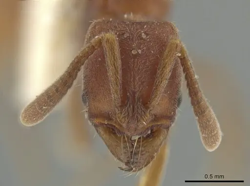 Rasopone minuta - MCZTYPE-36195