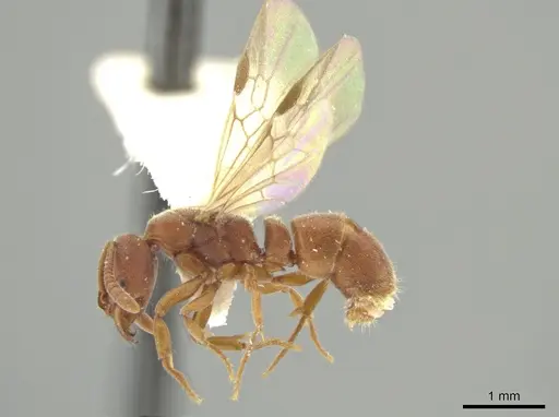 Rasopone minuta - MCZTYPE-36195