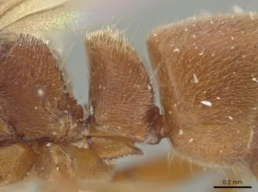 Rasopone minuta - MCZTYPE-36195