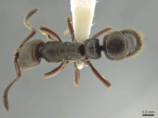 Rasopone panamensis specimen