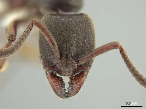 Rasopone panamensis specimen