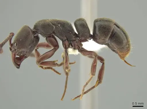 Rasopone panamensis specimen