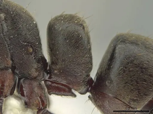 Rasopone panamensis - CASENT0644252