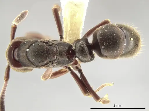 Rasopone panamensis - CASENT0644543