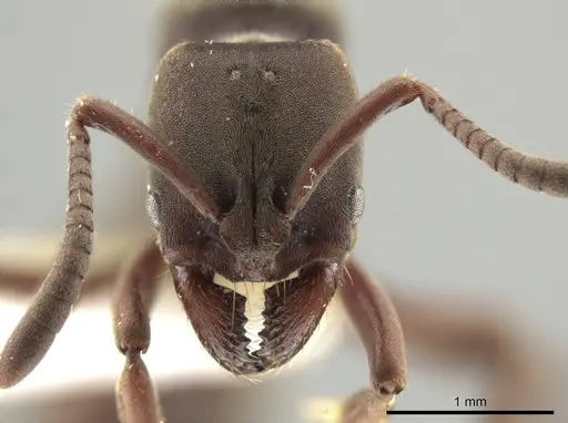 Rasopone panamensis - CASENT0644543