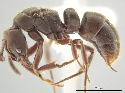 Rasopone panamensis - CASENT0644543