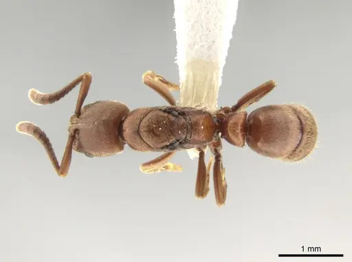 Rasopone pluviselva specimen