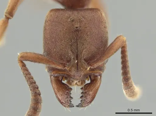 Rasopone pluviselva specimen