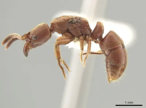 Rasopone pluviselva specimen