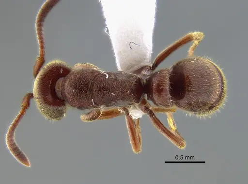 Rasopone pluviselva - CBUMAGENT41944