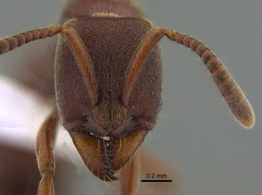 Rasopone pluviselva - CBUMAGENT41944