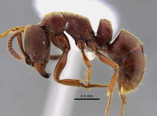 Rasopone pluviselva - CBUMAGENT41944