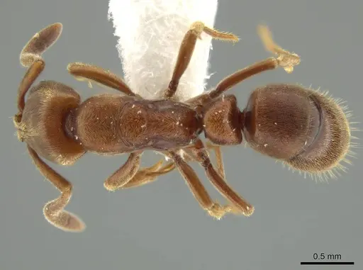 Rasopone pluviselva - INB0003677242