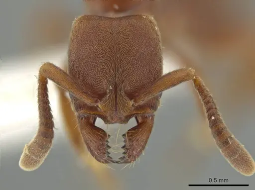 Rasopone pluviselva - INB0003677242