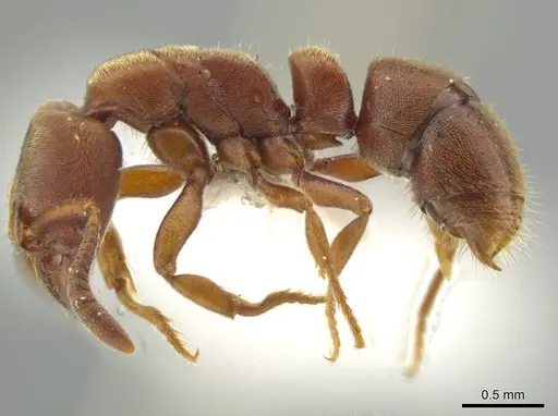 Rasopone pluviselva - INB0003677242