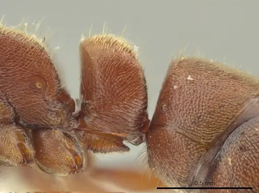 Rasopone pluviselva - INB0003677242