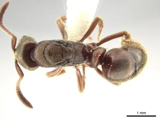 Rasopone politognatha specimen