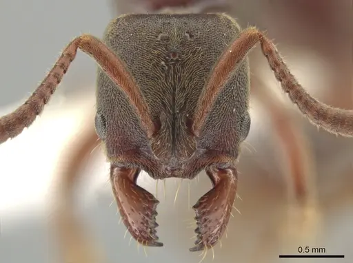 Rasopone politognatha specimen