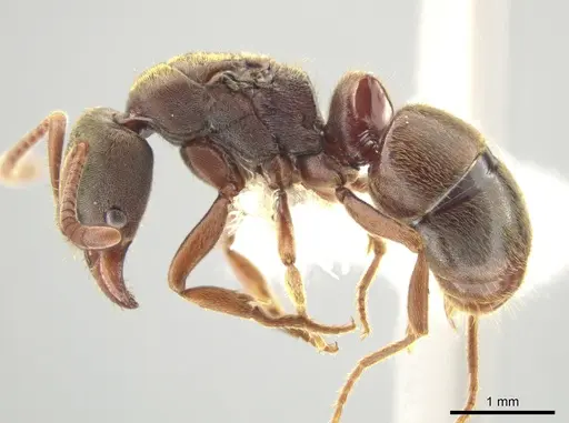 Rasopone politognatha specimen