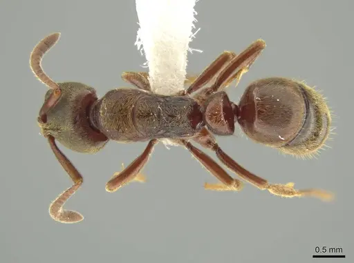 Rasopone politognatha - CASENT0612523