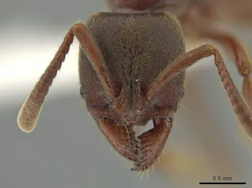 Rasopone politognatha - CASENT0612523