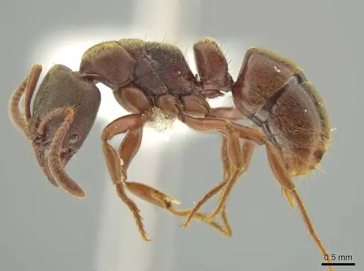 Rasopone politognatha - CASENT0612523