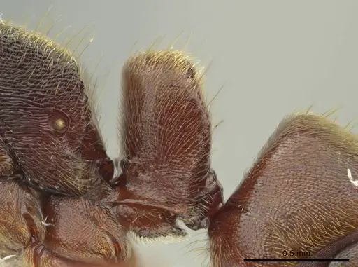 Rasopone politognatha - CASENT0612523