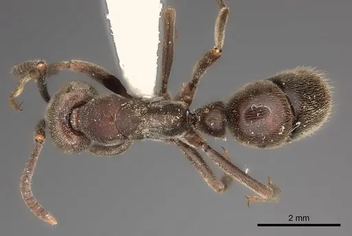 Rasopone rupinicola specimen