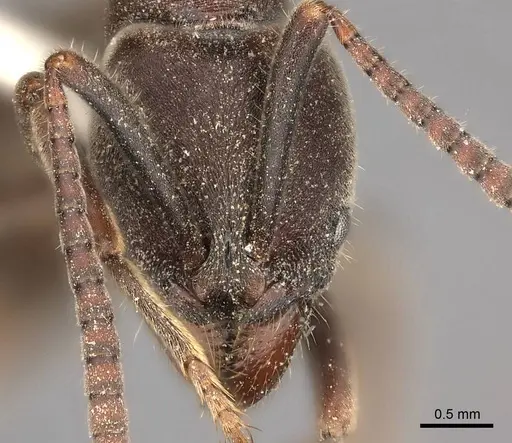 Rasopone rupinicola specimen