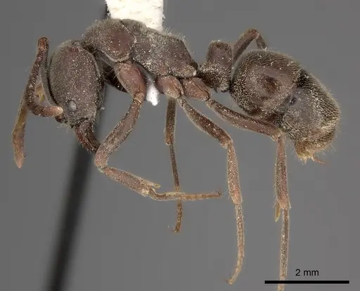 Rasopone rupinicola specimen