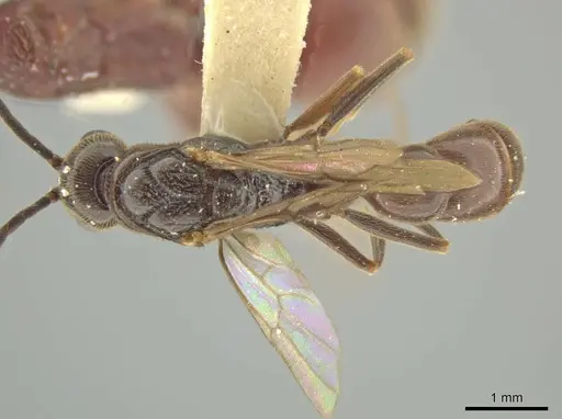 Rasopone rupinicola - CASENT0645958