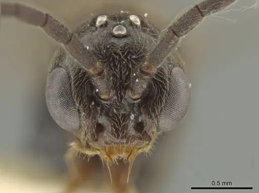 Rasopone rupinicola - CASENT0645958