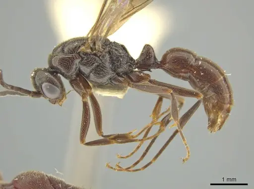 Rasopone rupinicola - CASENT0645958