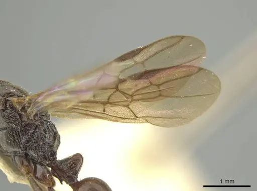 Rasopone rupinicola - CASENT0645958