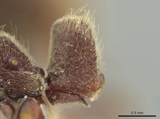 Rasopone rupinicola - MCZ-ENT00716588