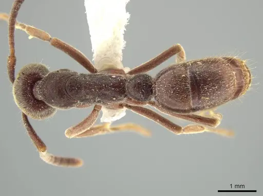 Rasopone rupinicola - MCZ-ENT00716589