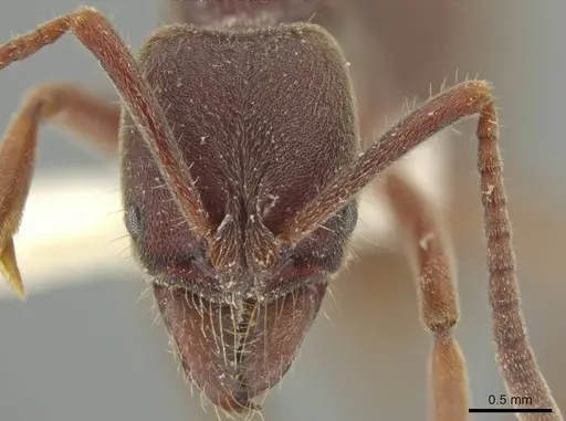 Rasopone rupinicola - MCZ-ENT00716589