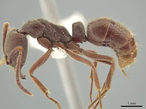 Rasopone rupinicola - MCZ-ENT00716589