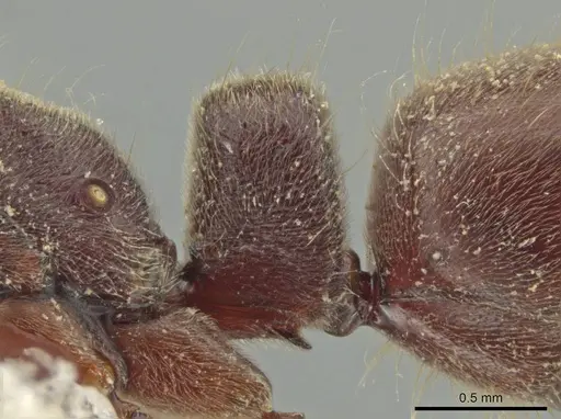 Rasopone rupinicola - MCZ-ENT00716589