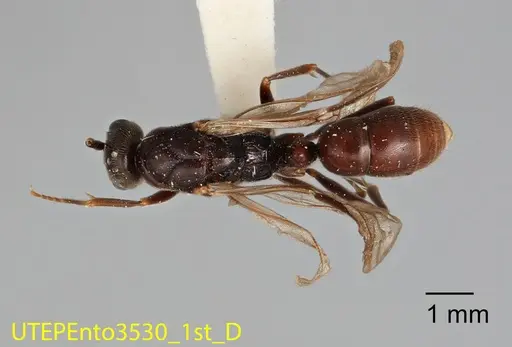 Rasopone rupinicola - UTEPENTO3530-01