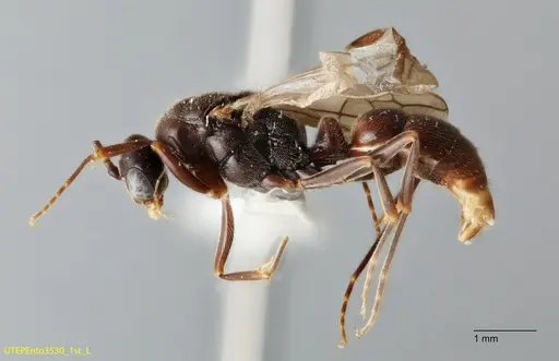 Rasopone rupinicola - UTEPENTO3530-01