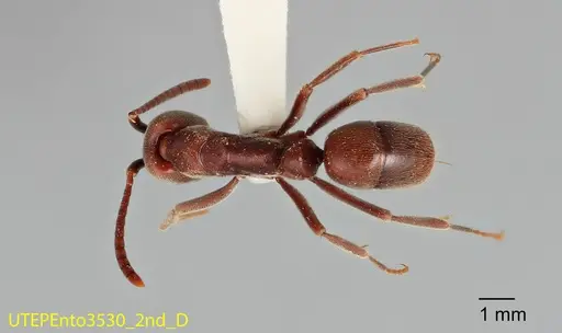 Rasopone rupinicola - UTEPENTO3530-02