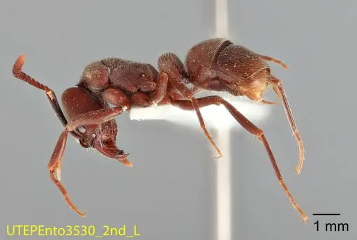 Rasopone rupinicola - UTEPENTO3530-02